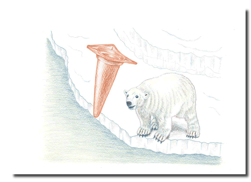 シロクマイラスト1｜ホッキョクグマと三角コーン