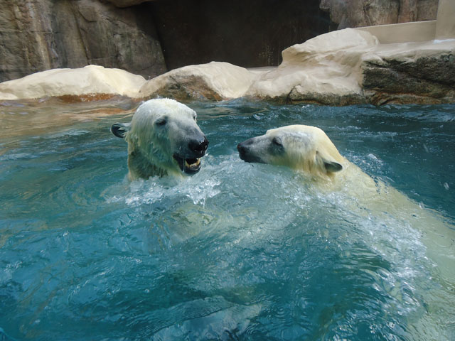 シロクマ22日本平動物園ロッシー&バニラ2012｜ホッキョクグマと三角コーン