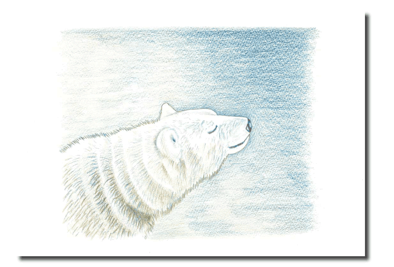 シロクマイラスト2｜ホッキョクグマと三角コーン