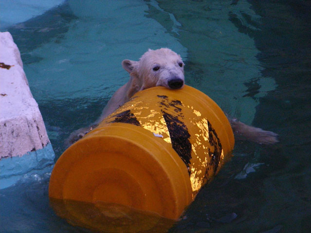 シロクマ1日本平動物園ロッシー2009｜ホッキョクグマと三角コーン