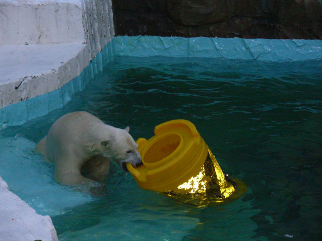 シロクマ2日本平動物園ロッシー2009｜ホッキョクグマと三角コーン