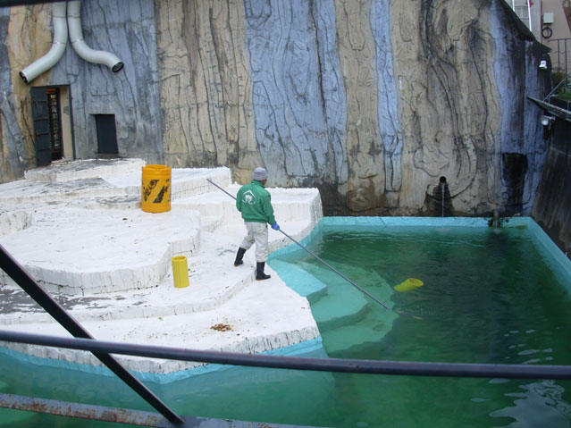 シロクマ16日本平動物園ロッシー2009｜ホッキョクグマと三角コーン