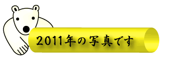 2011年の写真です