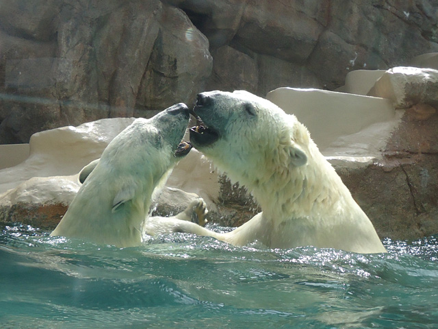 シロクマ32日本平動物園ロッシー&バニラ2012｜ホッキョクグマと三角コーン