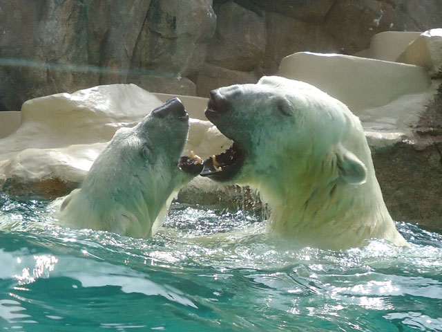 シロクマ33日本平動物園ロッシー&バニラ2012｜ホッキョクグマと三角コーン