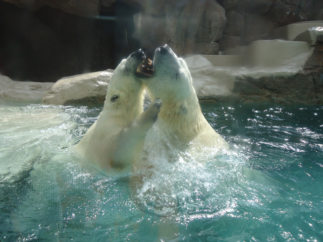 シロクマ34日本平動物園ロッシー&バニラ2012｜ホッキョクグマと三角コーン