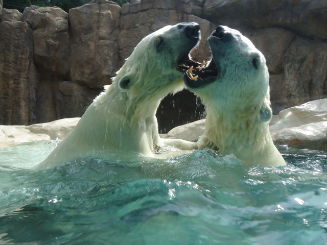 シロクマ35日本平動物園ロッシー&バニラ2012｜ホッキョクグマと三角コーン