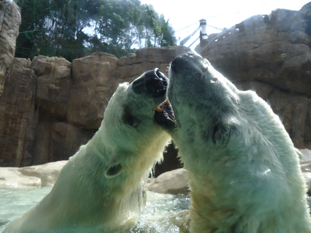 シロクマ36日本平動物園ロッシー&バニラ2012｜ホッキョクグマと三角コーン