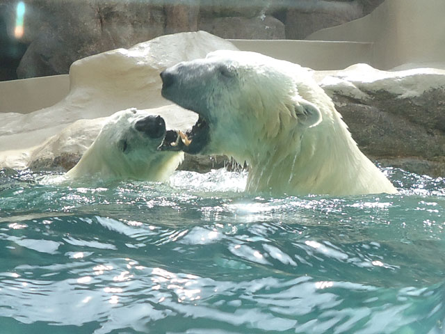シロクマ38日本平動物園ロッシー&バニラ2012｜ホッキョクグマと三角コーン