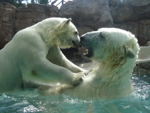 シロクマ39日本平動物園ロッシー&バニラ2012｜ホッキョクグマと三角コーン