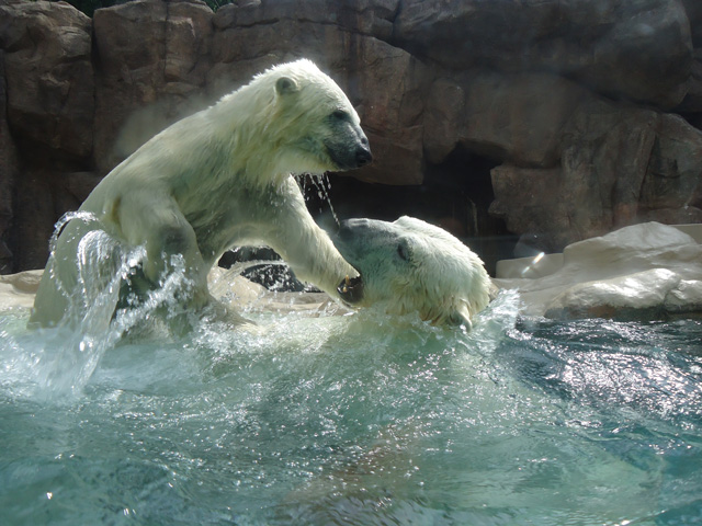 シロクマ40日本平動物園ロッシー&バニラ2012｜ホッキョクグマと三角コーン