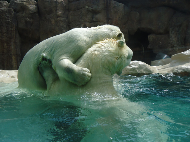 シロクマ41日本平動物園ロッシー&バニラ2012｜ホッキョクグマと三角コーン
