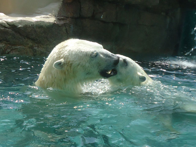 シロクマ42日本平動物園ロッシー&バニラ2012｜ホッキョクグマと三角コーン