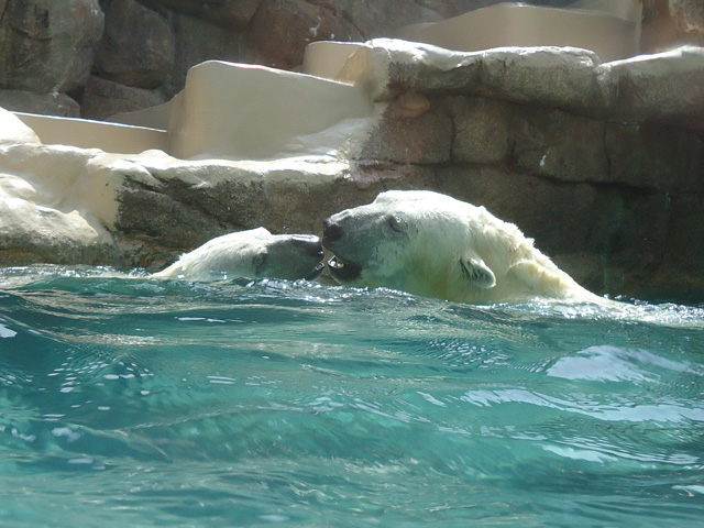 シロクマ43日本平動物園ロッシー&バニラ2012｜ホッキョクグマと三角コーン