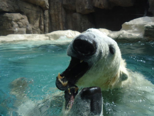 シロクマ45日本平動物園ロッシー&バニラ2012｜ホッキョクグマと三角コーン