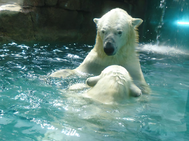 シロクマ47日本平動物園ロッシー&バニラ2012｜ホッキョクグマと三角コーン