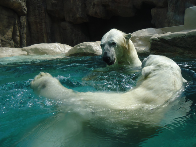 シロクマ48日本平動物園ロッシー&バニラ2012｜ホッキョクグマと三角コーン