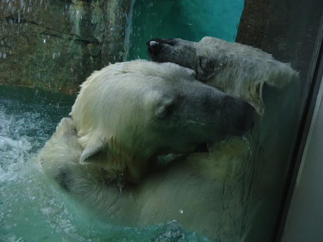 シロクマ50日本平動物園ロッシー&バニラ2012｜ホッキョクグマと三角コーン
