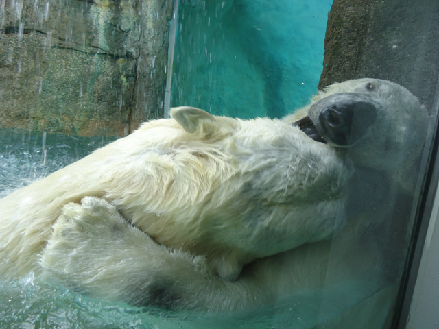 シロクマ51日本平動物園ロッシー&バニラ2012｜ホッキョクグマと三角コーン