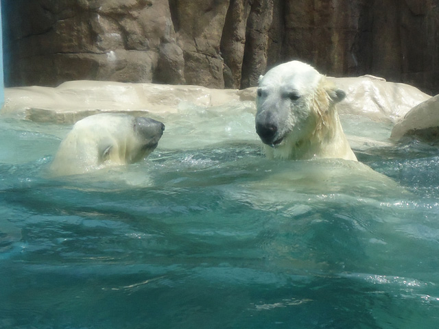 シロクマ52日本平動物園ロッシー&バニラ2012｜ホッキョクグマと三角コーン