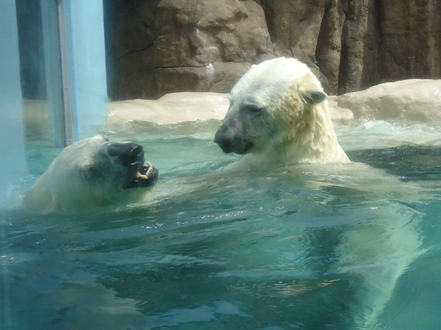 シロクマ53日本平動物園ロッシー&バニラ2012｜ホッキョクグマと三角コーン