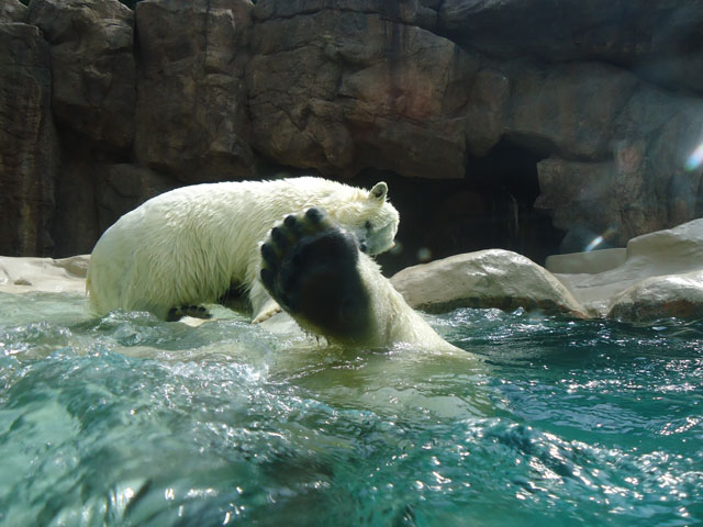 シロクマ54日本平動物園ロッシー&バニラ2012｜ホッキョクグマと三角コーン