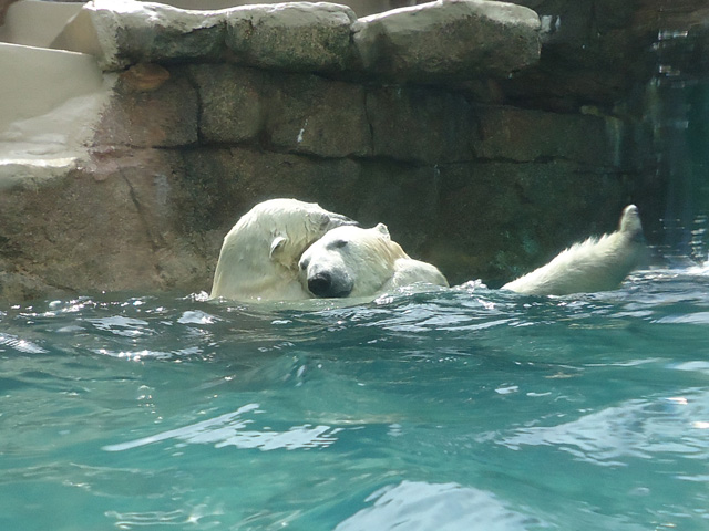 シロクマ55日本平動物園ロッシー&バニラ2012｜ホッキョクグマと三角コーン