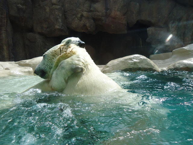 シロクマ56日本平動物園ロッシー&バニラ2012｜ホッキョクグマと三角コーン