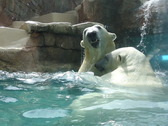 シロクマ57日本平動物園ロッシー&バニラ2012｜ホッキョクグマと三角コーン