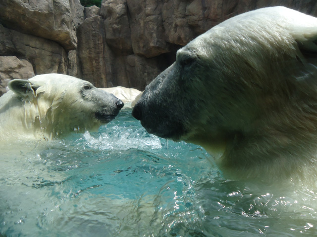 シロクマ58日本平動物園ロッシー&バニラ2012｜ホッキョクグマと三角コーン