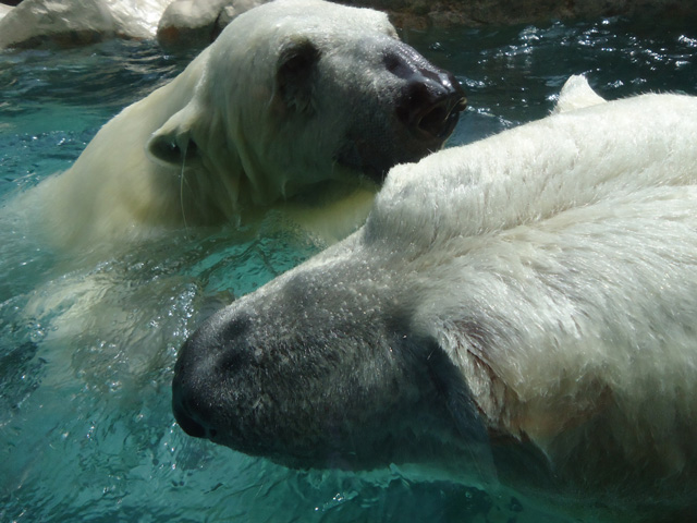 シロクマ59日本平動物園ロッシー&バニラ2012｜ホッキョクグマと三角コーン