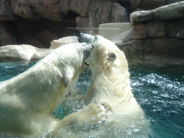 シロクマ60日本平動物園ロッシー&バニラ2012｜ホッキョクグマと三角コーン