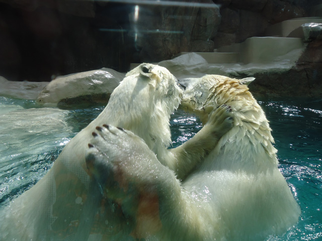 シロクマ61日本平動物園ロッシー&バニラ2012｜ホッキョクグマと三角コーン