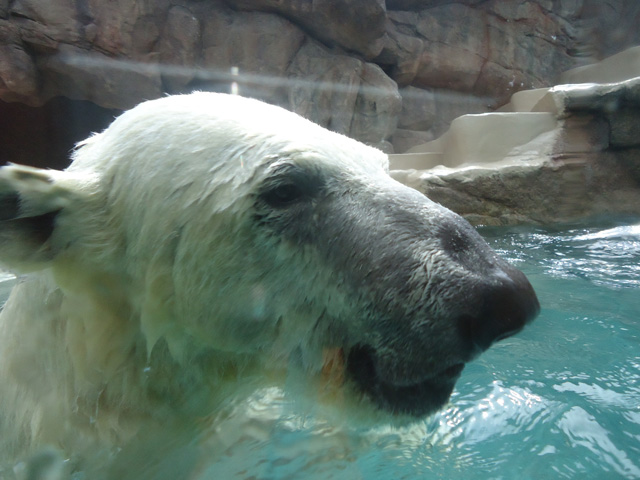 シロクマ64日本平動物園ロッシー&バニラ2012｜ホッキョクグマと三角コーン