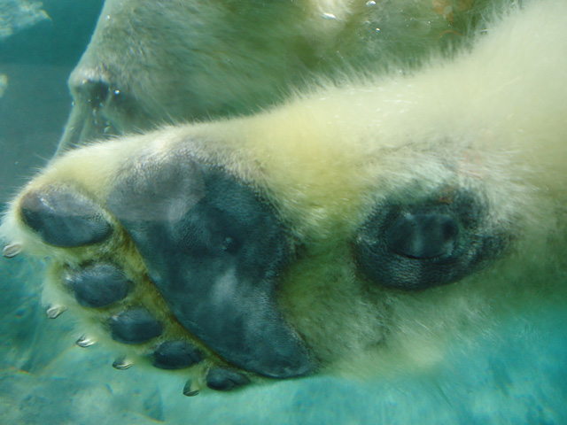 シロクマ65日本平動物園ロッシー&バニラ2012｜ホッキョクグマと三角コーン