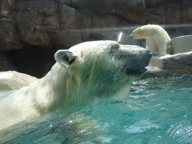 シロクマ66日本平動物園ロッシー&バニラ2012｜ホッキョクグマと三角コーン
