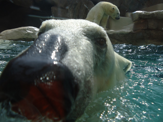 シロクマ67日本平動物園ロッシー&バニラ2012｜ホッキョクグマと三角コーン