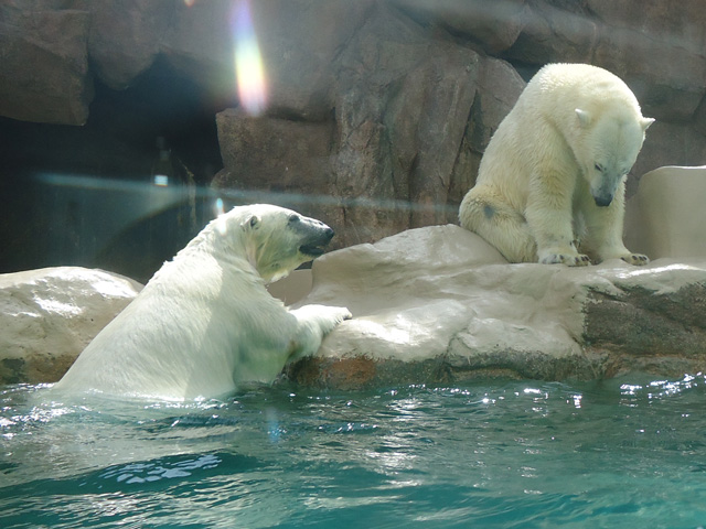 シロクマ68日本平動物園ロッシー&バニラ2012｜ホッキョクグマと三角コーン