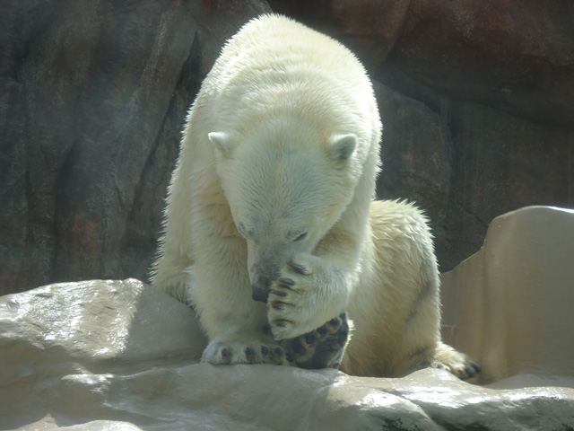 シロクマ69日本平動物園ロッシー&バニラ2012｜ホッキョクグマと三角コーン