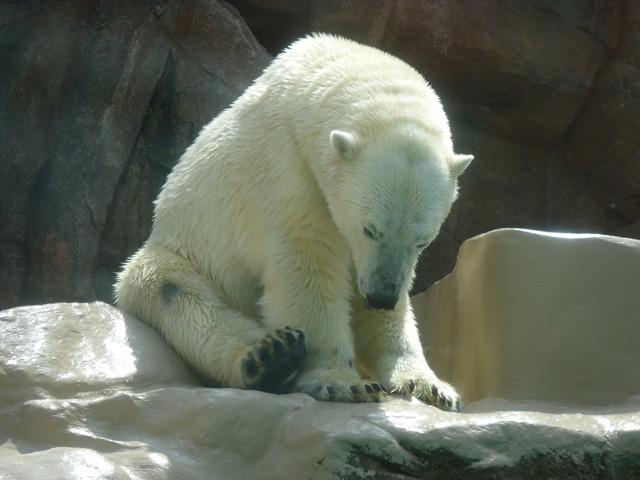 シロクマ70日本平動物園ロッシー&バニラ2012｜ホッキョクグマと三角コーン