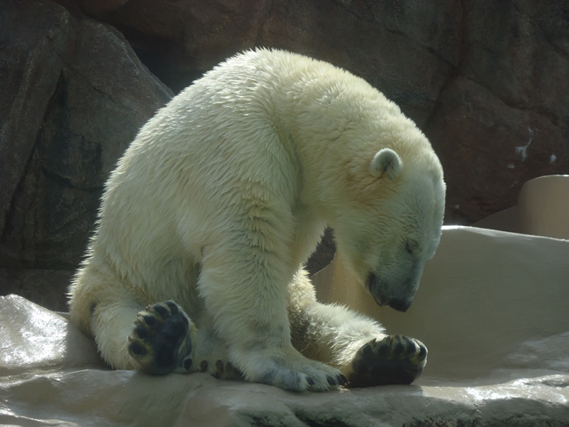 シロクマ71日本平動物園ロッシー&バニラ2012｜ホッキョクグマと三角コーン