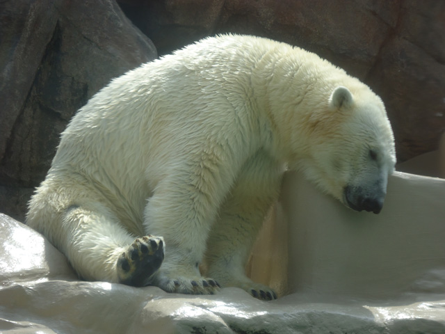 シロクマ72日本平動物園ロッシー&バニラ2012｜ホッキョクグマと三角コーン