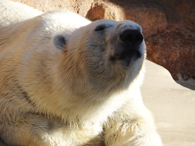 シロクマ10日本平動物園ロッシー2013｜ホッキョクグマと三角コーン