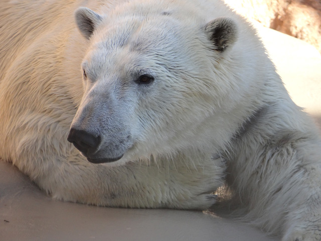 シロクマ11日本平動物園ロッシー2013｜ホッキョクグマと三角コーン