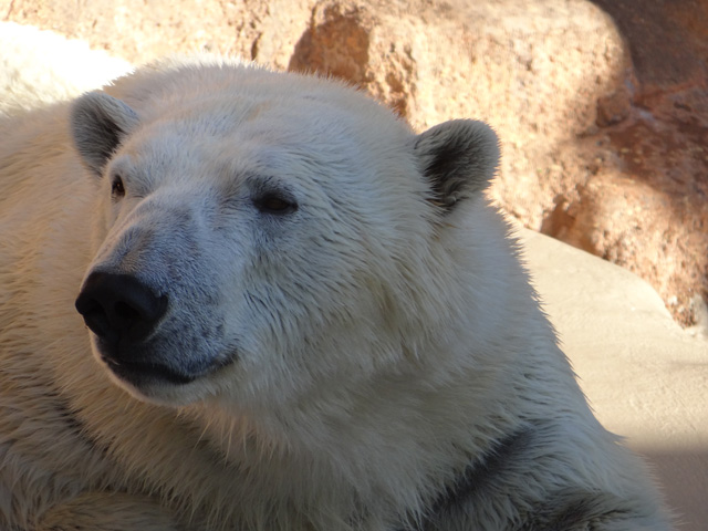 シロクマ12日本平動物園ロッシー2013｜ホッキョクグマと三角コーン