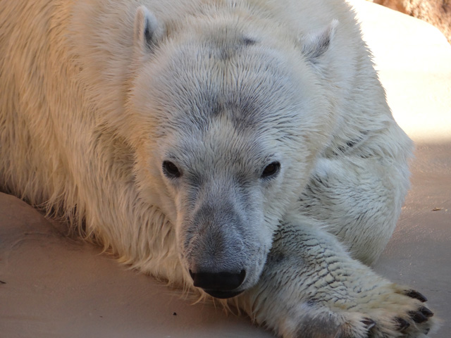 シロクマ13日本平動物園ロッシー2013｜ホッキョクグマと三角コーン