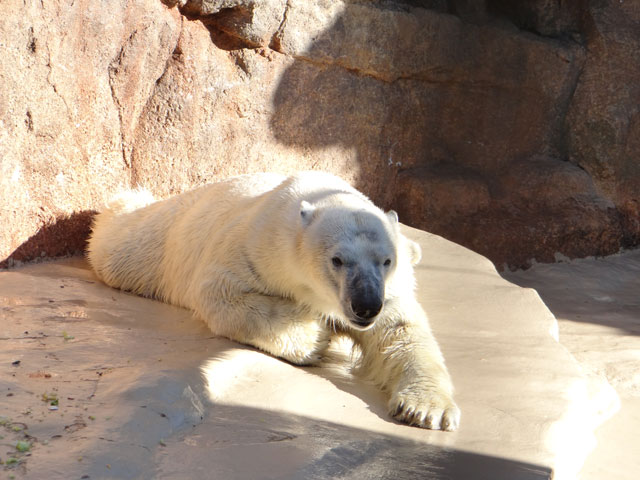 シロクマ15日本平動物園ロッシー2013｜ホッキョクグマと三角コーン