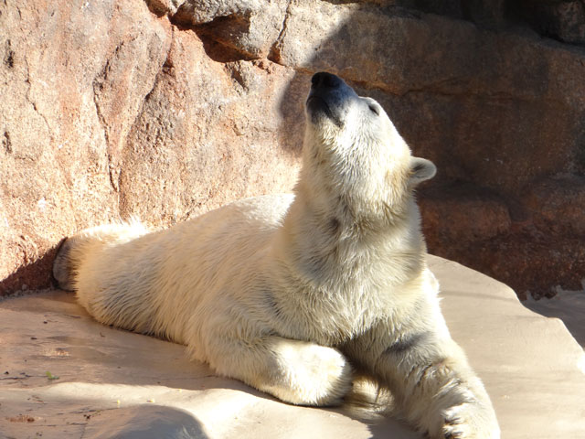 シロクマ16日本平動物園ロッシー2013｜ホッキョクグマと三角コーン