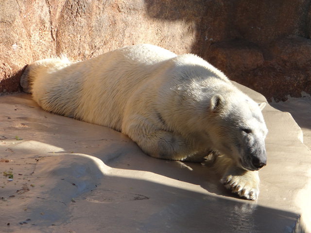 シロクマ17日本平動物園ロッシー2013｜ホッキョクグマと三角コーン