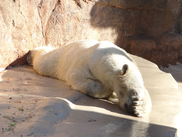 シロクマ18日本平動物園ロッシー2013｜ホッキョクグマと三角コーン